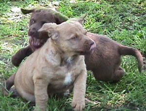 Pups playing