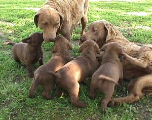 Eclipse, Coco & Pups