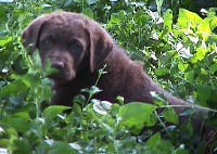 Puppy Boy Plants