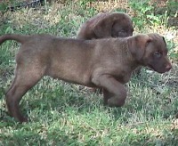 Puppy Girl 8 weeks