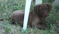 Puppy Girl 8 weeks