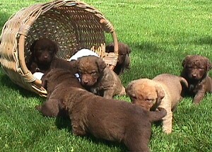 pups in a basket 4 1/2 weeks
